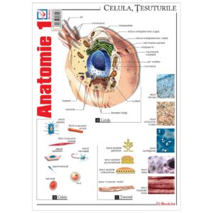 gmp33.jpg Pliant Anatomie 1