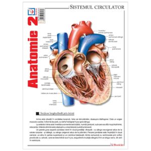 gmp34.jpg Pliant Anatomie 2