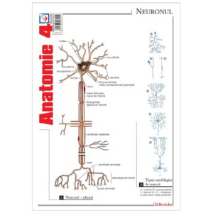 gmp36.jpg Pliant Anatomie 4